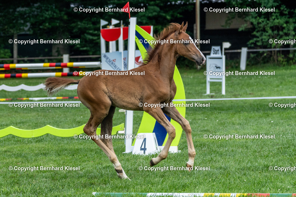 _DSC0791 | foto-team-bernhard - Realisiert mit Pictrs.com