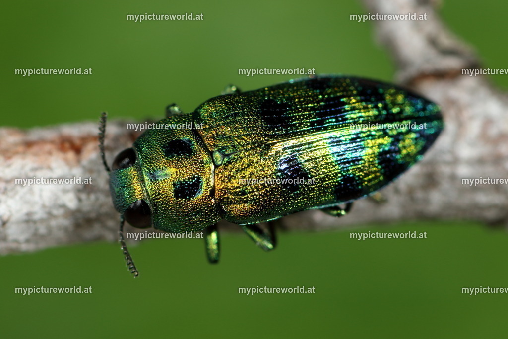 Palmar festiva-005 | Das Bilderarchiv über Tiere, Planzen und Landschaften. In der Bilddatenbank finden Sie ein große Auswahl an hochwertigen Bilder für Ihre Werbung - Realisiert mit Pictrs.com