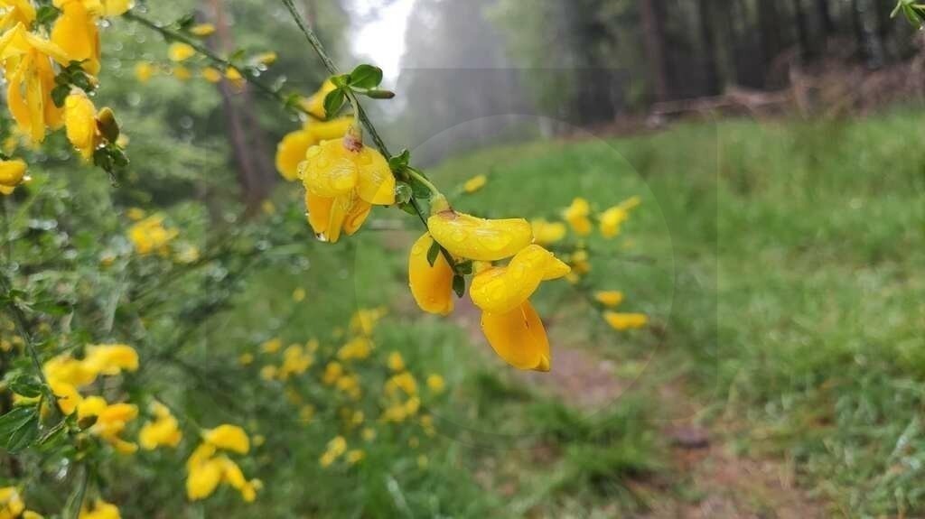 IMG_20210526_120632 | pfalznatur - Realisiert mit Pictrs.com