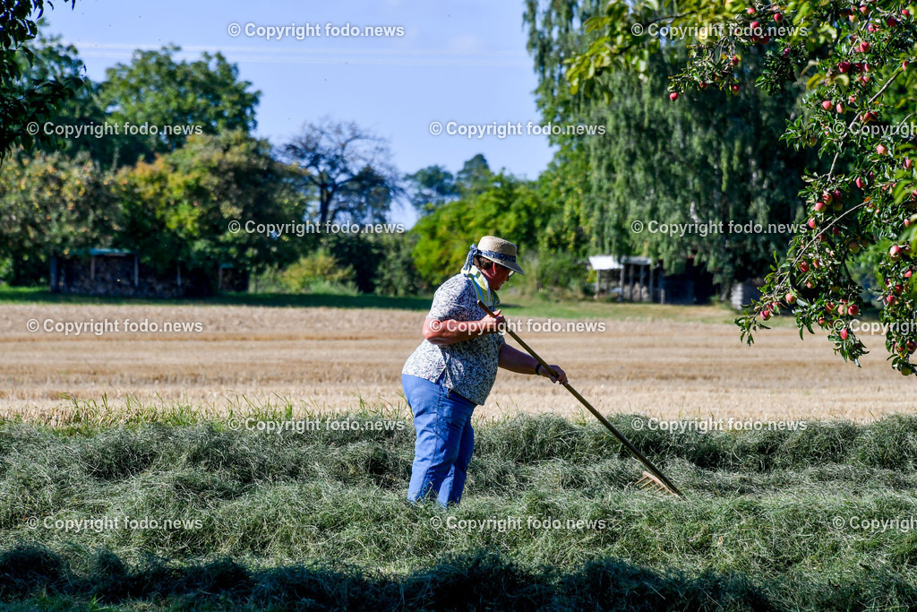 Deutschland_ Baden-Wuerttemberg_ Karlsruhe_ 21.08.2025-3 | 21.08.2025, Deutschland, GER, Baden-Wuerttemberg, Karlsruhe im Bild Themenbild, Baeuerin, Gras rechen, Landwirtschaft, Heuernte, Feldarbeit, Handarbeit, Rechen, Sommer, Bauernhof, Natur, traditionelle Arbeit, Laendliches Leben, Wiese, Erntezeit, Sonnenhut, Arbeitskleidung, Landschaft, baeuerliche Kultur, Handwerk, Dorfleben, Feature, Symbolbild