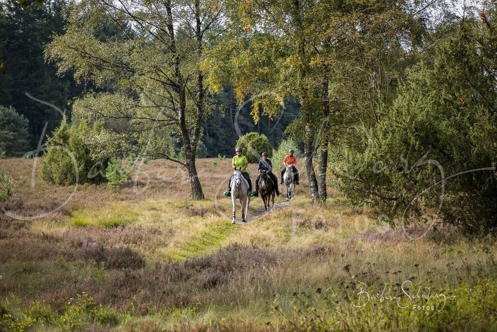 DdLH-WehlenerHeide_2025-09-20_10 | Fotografie, Veranstaltungs-Fotografie, Pferde-Fotografie, Landschafts-Fotografie, Reise-Fotografie - Realisiert mit Pictrs.com