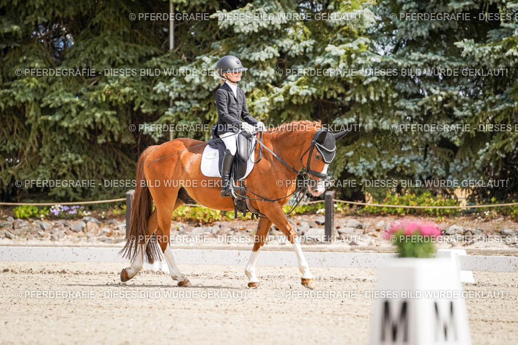 DSC02430 | Pferdegrafie