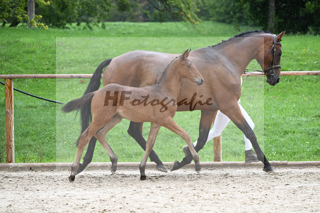 Kat-Nr. 28 HF Franklin_Schneider_25230293 | hf-fotografie - Realisiert mit Pictrs.com