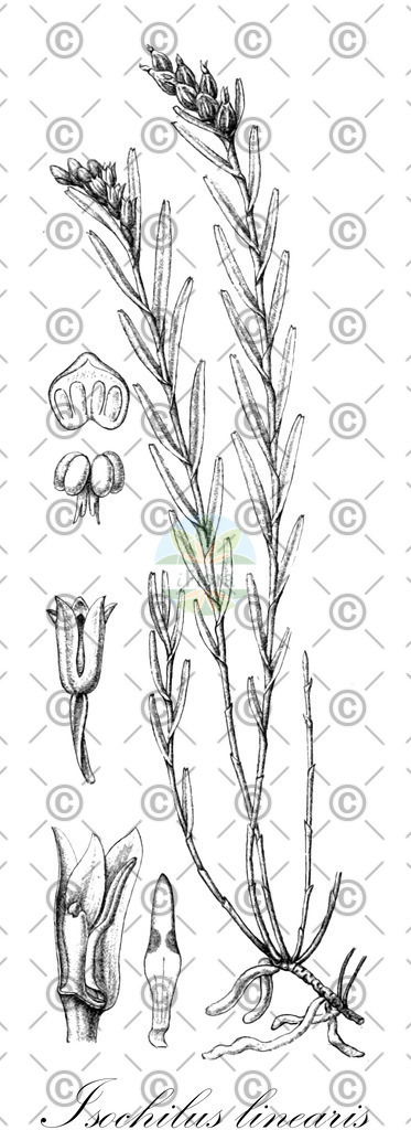 HistAbb_wfo-0000075716_1_ENZY_Simple | Historische Abbildung von Isochilus linearis - Orchidaceae | Historical Illustration of Isochilus linearis - Orchidaceae