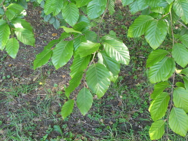 Rotbuche 2 | Verkauf von Fotos und  Videoclips zumThema Natur.Motive sind Pflanzen, Tiere, Landschaftenund Wetter - Realisiert mit Pictrs.com