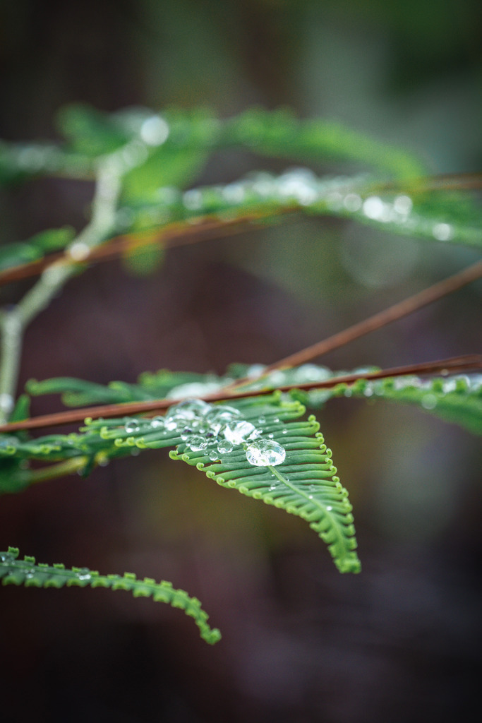 Regenwald | freigereist - Realisiert mit Pictrs.com