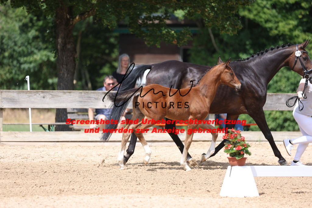 Fohlenschau_Schwäbisch_Hall_dressurbetonte_Fohlen_KN 16_2 | lmwpictures - Realisiert mit Pictrs.com