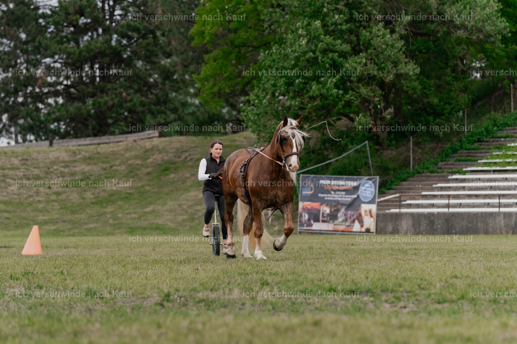 Showprogramm-367 | working equitationturnier fotograf videograf stoibphotography marixx film working equitation deutschland reitsport turnierfotografie eventfotografie equestrian events