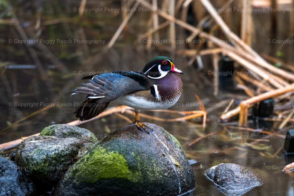 Vogelpark Niendorf (5) | PeggyRaschPhotography - Realisiert mit Pictrs.com