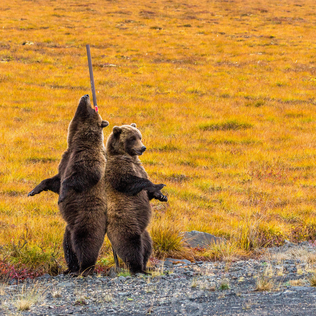 the double back scratch | An absolutely unforgettable moment during my 409 day trip through the Americas. When i woke up in my rooftop tent these two huge grizzlys were feeding on roots just around my car. i observed them for hours. And finally i got even more rewarded, as they scrachted their backs on one of the roadside piles. - Realisiert mit Pictrs.com