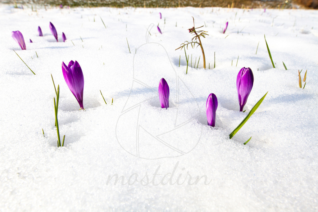 #krokus | Ihre Fotografin im Lungau, ihre Fotografin im Mostviertel, Wandbilder Onlineshop, Imagefotos für Ihr Unternehmen,  - Realisiert mit Pictrs.com