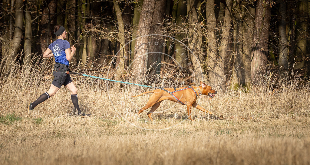 DV3A5815 | Hundefotografie, Tierfotograf, Pfotenfotografie, Fotoshooting Hund, Hunde Portrait, Hundesport, Hundeportraits, Heideshooting, Hunde, Sportfotograf, Hundefotograf, Turnierhundsport, THS,  - Realisiert mit Pictrs.com