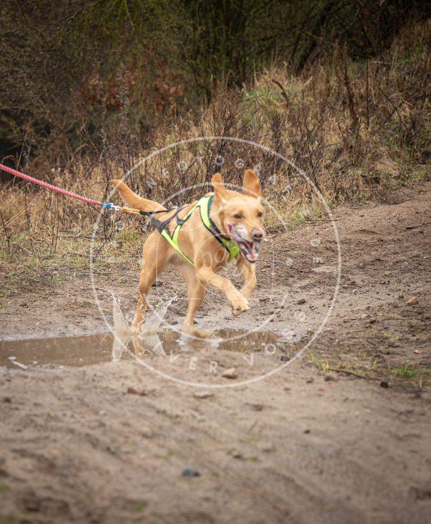 0L8A8894 | Hundefotografie, Tierfotograf, Pfotenfotografie, Fotoshooting Hund, Hunde Portrait, Hundesport, Hundeportraits, Heideshooting, Hunde, Sportfotograf, Hundefotograf, Turnierhundsport, THS,  - Realisiert mit Pictrs.com