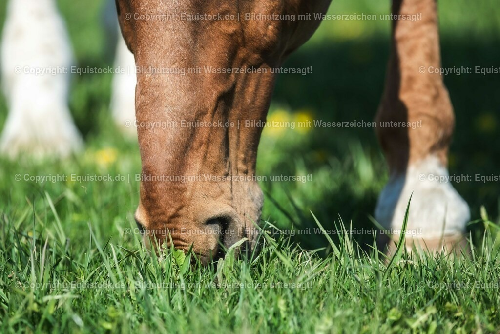 20210426_Pferd-auf-Koppel_0106 | equistock